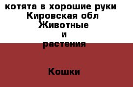 котята в хорошие руки - Кировская обл. Животные и растения » Кошки   